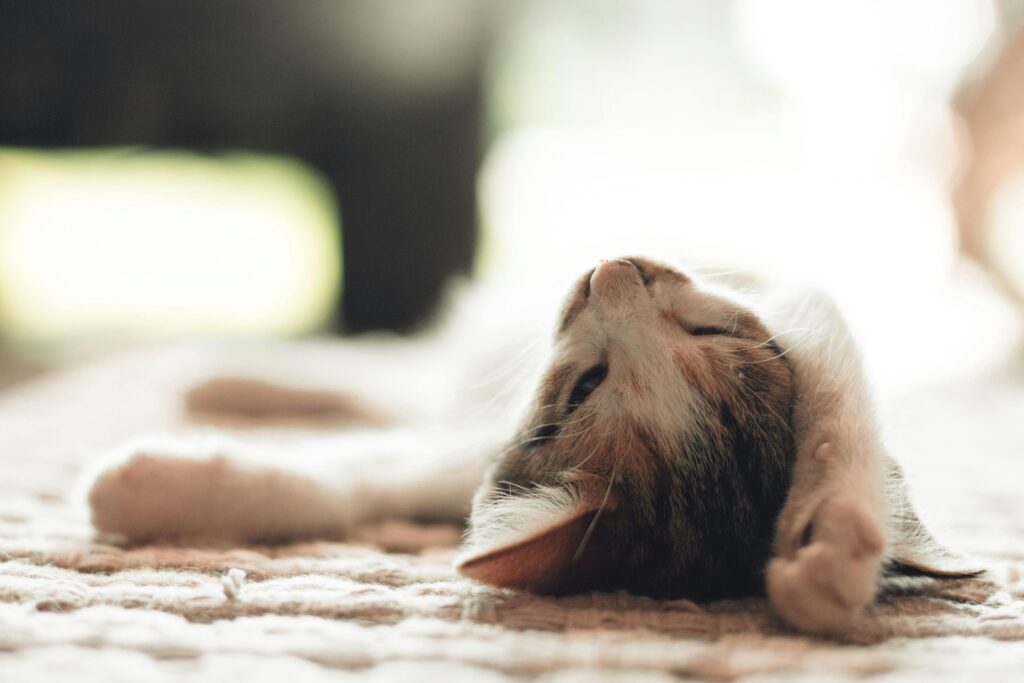 "Accident only pet insurance uk 2025 for cats and dogs"