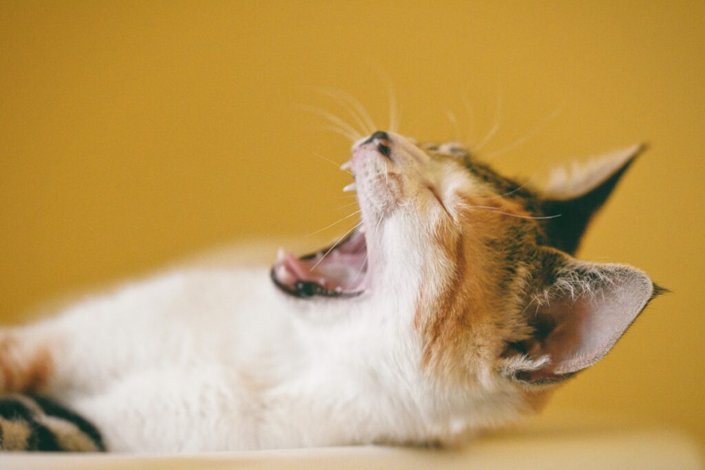 "Accident only pet insurance uk 2025 for cats and dogs"