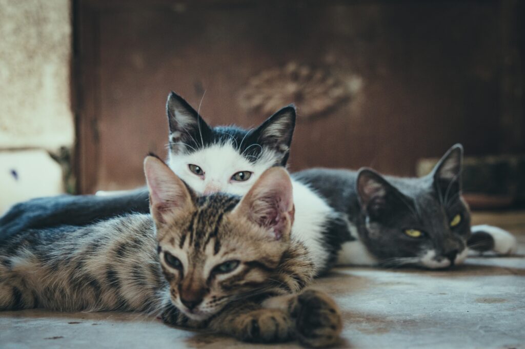 “Contented cats – pet insurance UK”