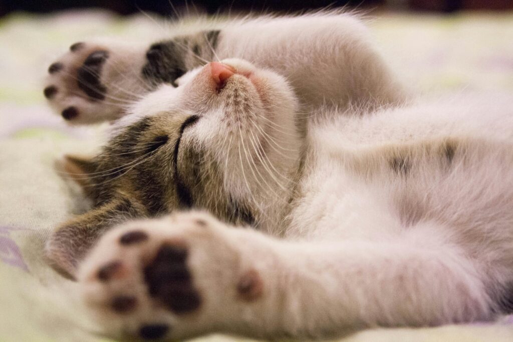 "Happy cat covered by best pet insurance uk 2025"