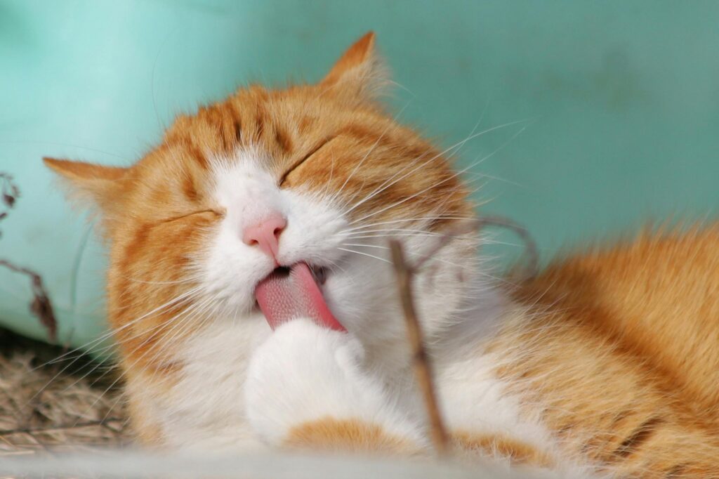 "Happy cat covered by best pet insurance uk 2025"
