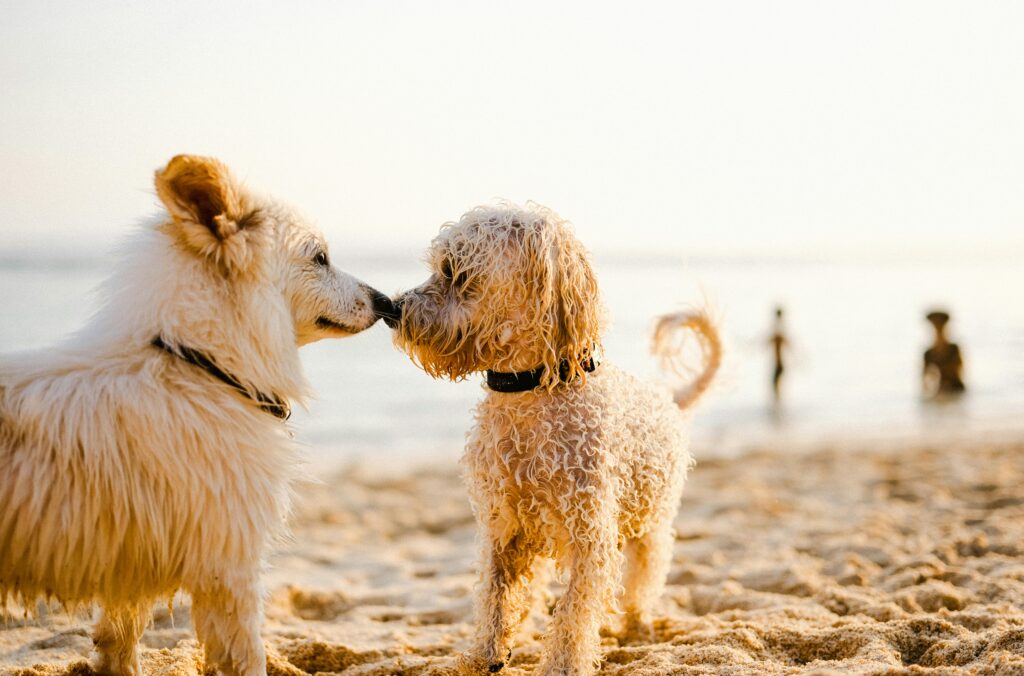 "Two happy dogs on the beach – best pet insurance UK 2025"