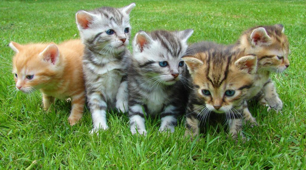 “Five kittens – cheap pet insurance UK 2025”