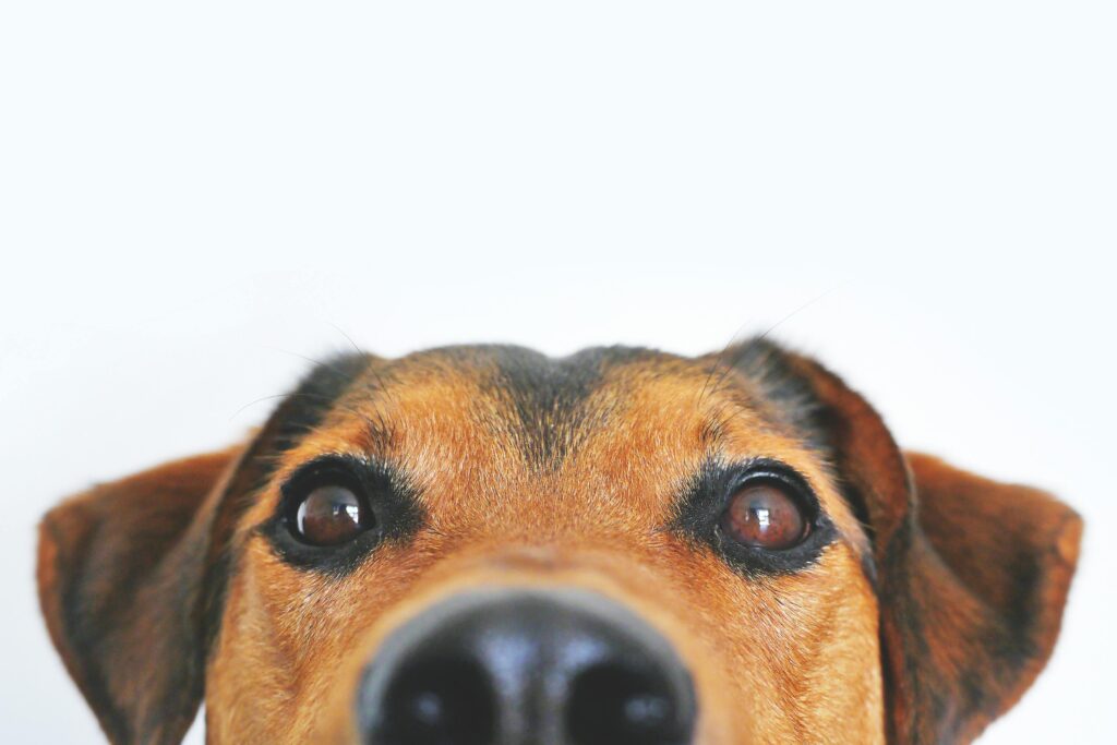 “Curious dog – cheap pet insurance UK 2025”