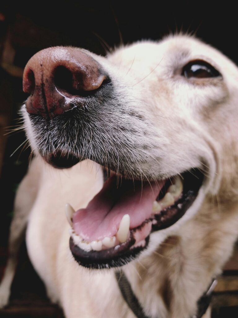 “Dog showing teeth – pet insurance dental cover UK”