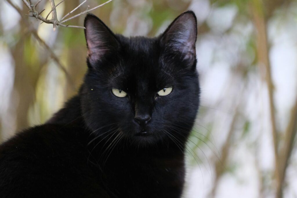 “old cat insurance UK 2025”