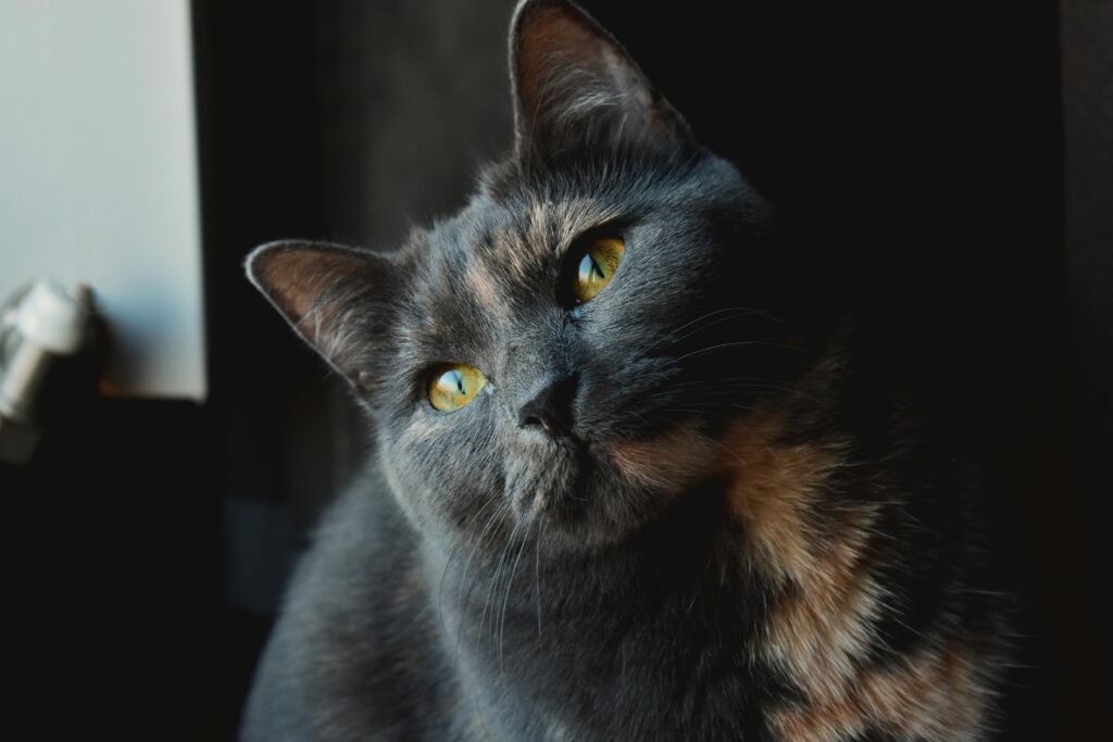 “Smoky cat looking up – old cat insurance UK 2025”