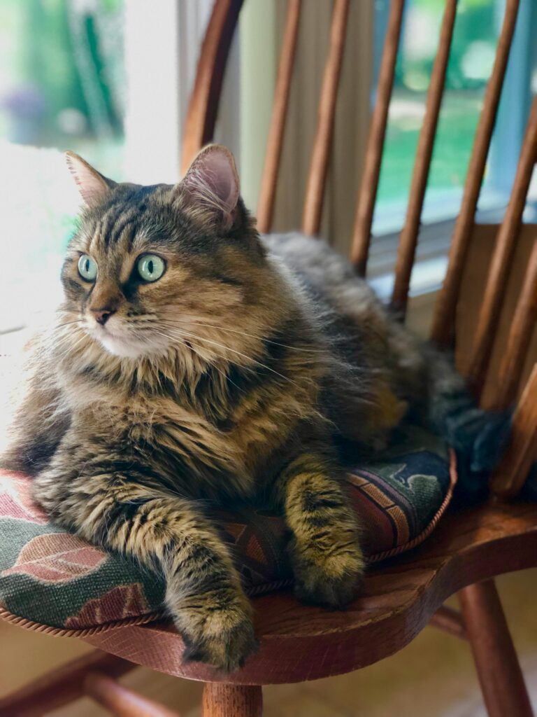 “Senior cat resting on chair – old cat insurance UK 2025”