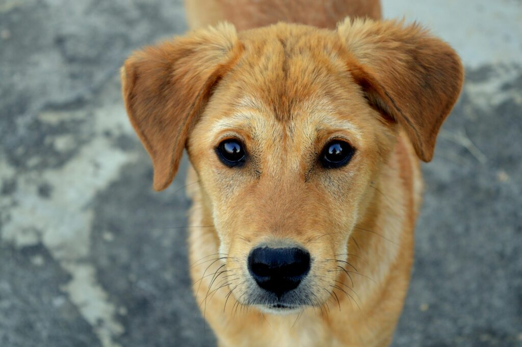"Time-limited pet insurance uk 2025 for cats and dogs"