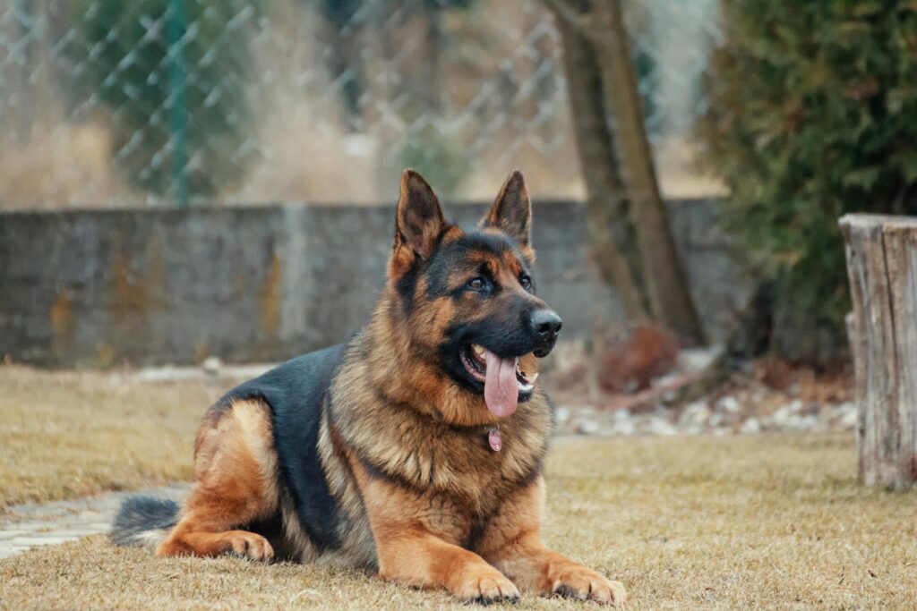 "Time-limited pet insurance uk 2025 for cats and dogs"