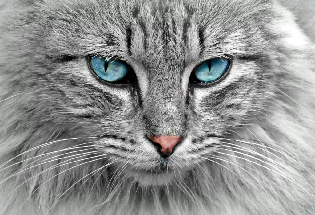 Animal Friends Pet Insurance UK 2025 Review