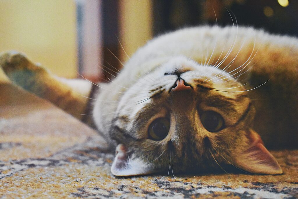 "Best Cat Insurance UK 2025"
