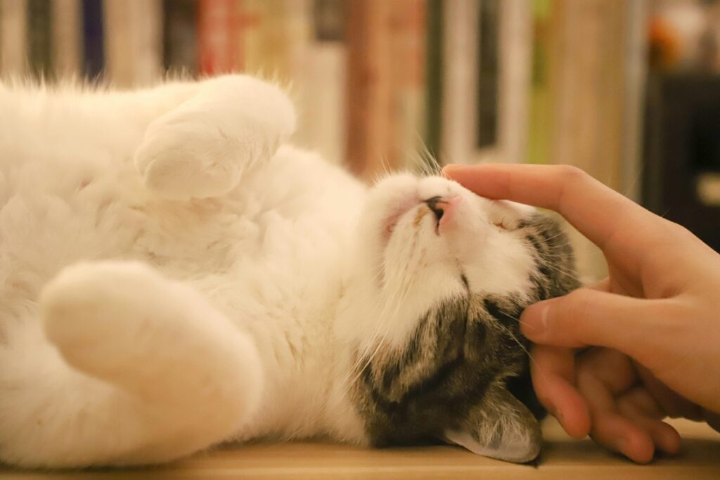 "Best Cat Insurance UK 2025"