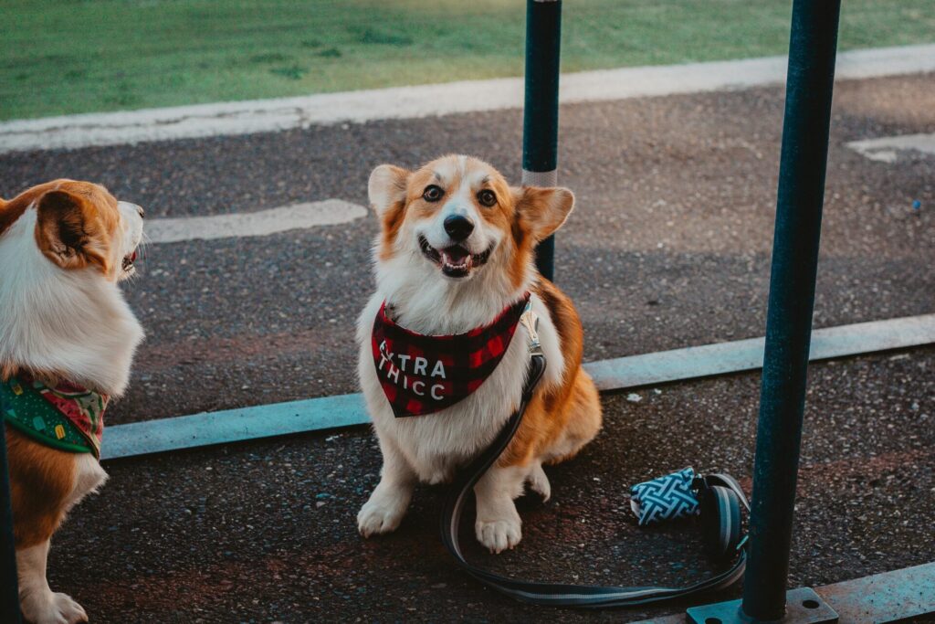 "Best Lifetime Pet Insurance UK 2025 Comparison"