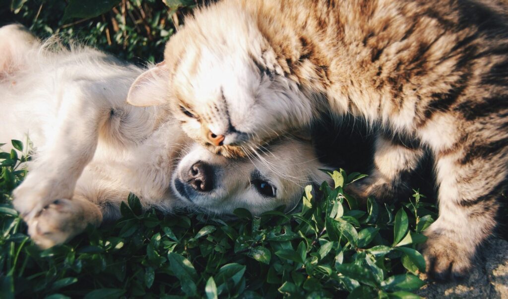 "Best Lifetime Pet Insurance UK 2025 Comparison"