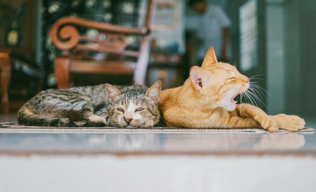 "Best Lifetime Pet Insurance UK 2025 Comparison"