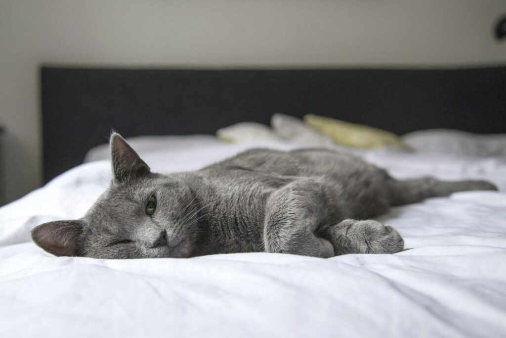 "Best Pet Insurance for Older Cats UK 2025"