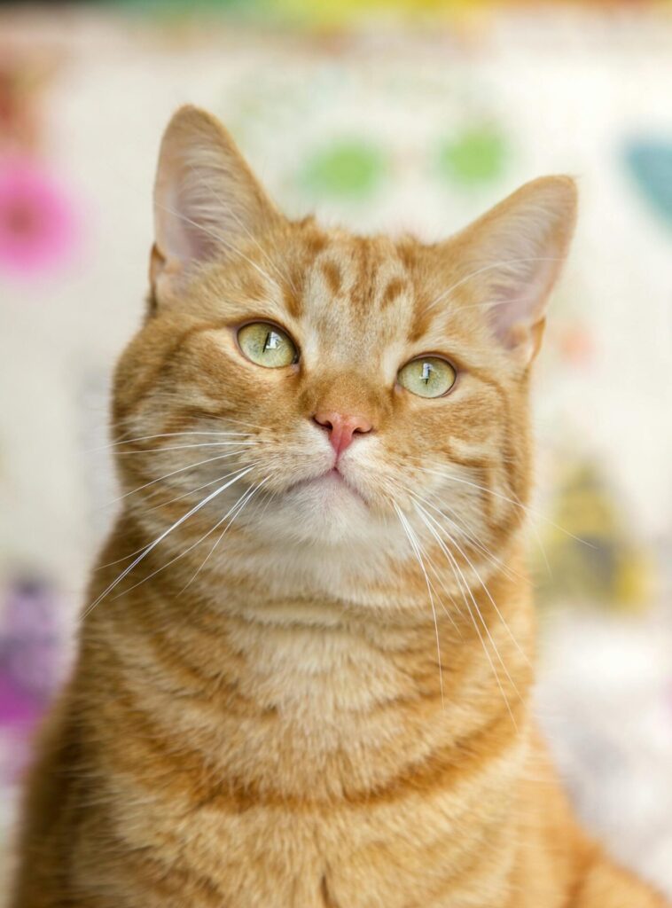 "Best Pet Insurance for Older Cats UK 2025"