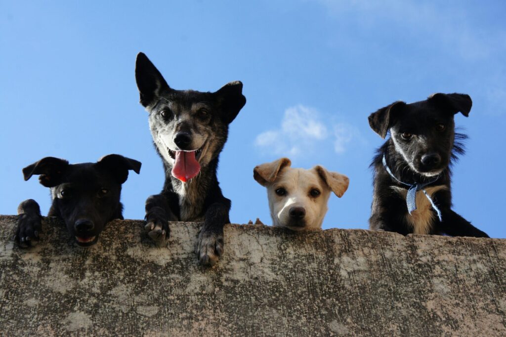 "Best Value Pet Insurance UK 2025"