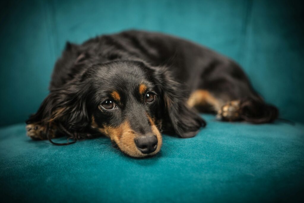 "Cheap Dog Insurance UK 2025"