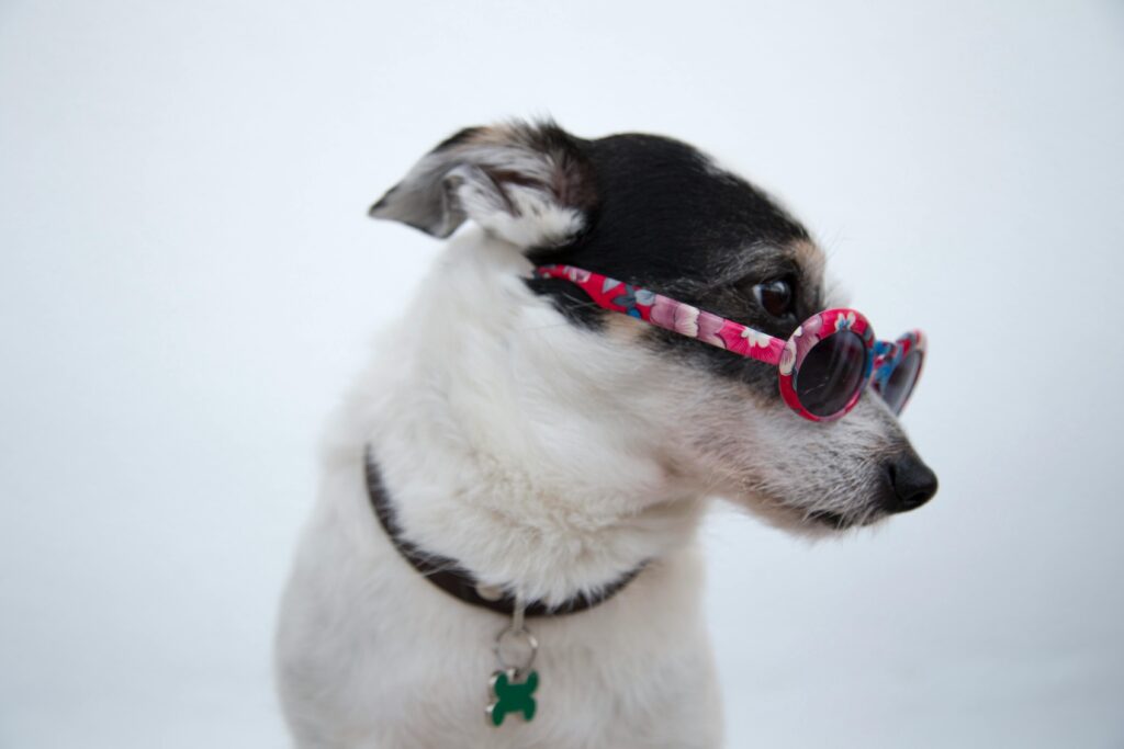 "Cheap Dog Insurance UK 2025"