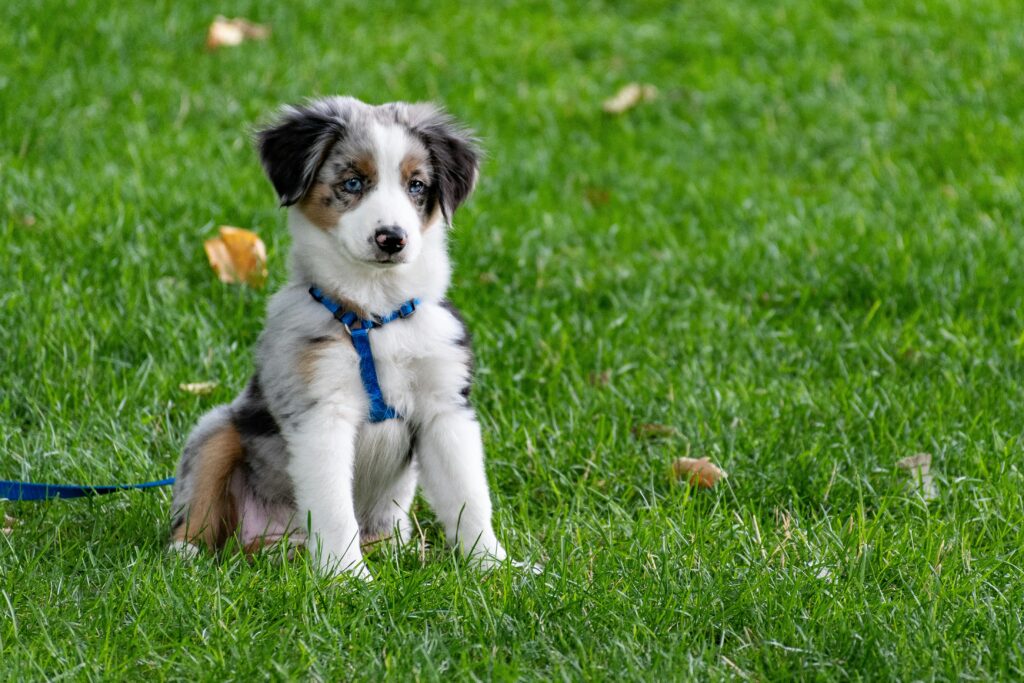 "Cheap Lifetime Pet Insurance UK 2025"