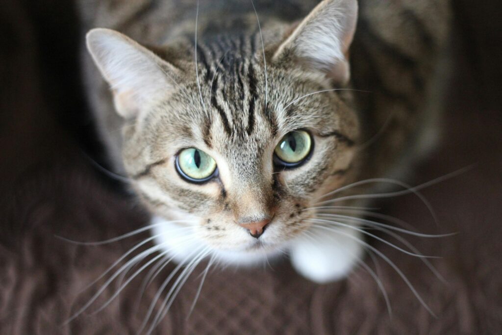 "Cheap Lifetime Pet Insurance UK 2025"