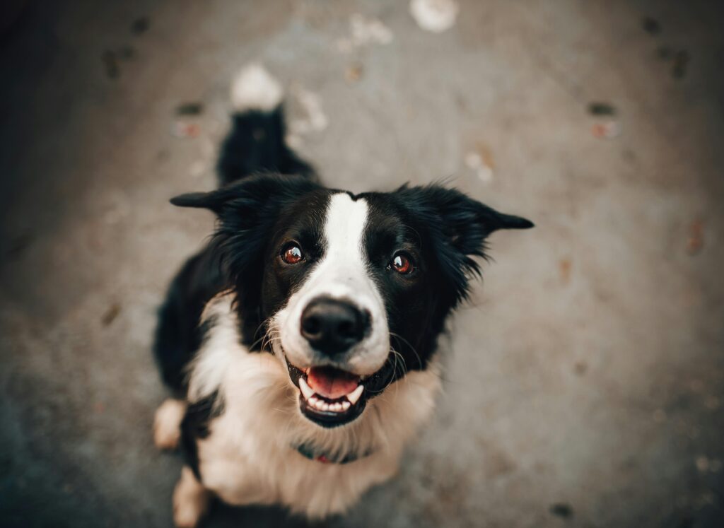 "Direct Line Pet Insurance Review UK 2025"