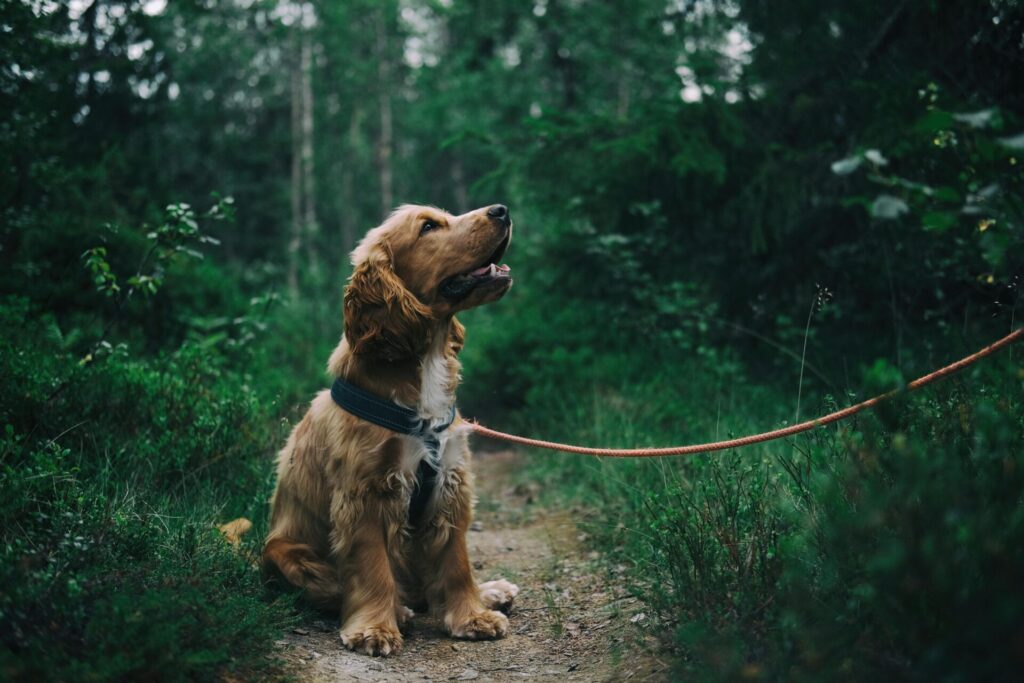 "Direct Line vs Petplan UK 2025"