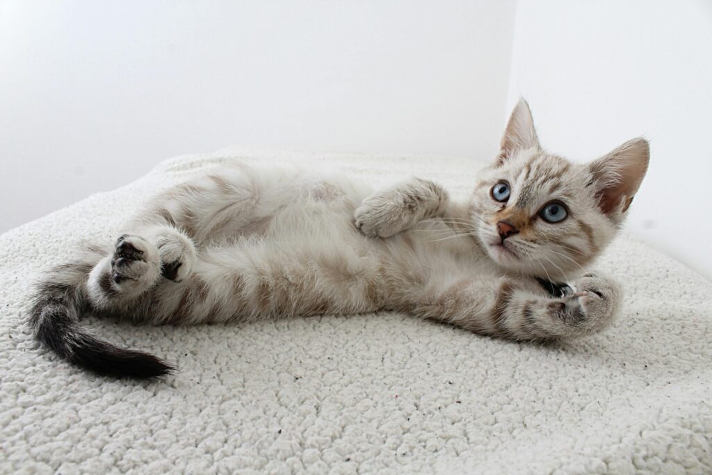 "Direct Line vs Petplan UK 2025"