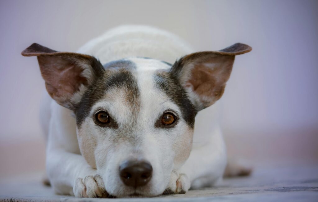 "Direct Line vs Petplan UK 2025"