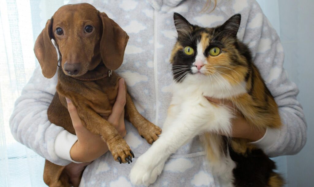 "Do ManyPets Cover Dental"