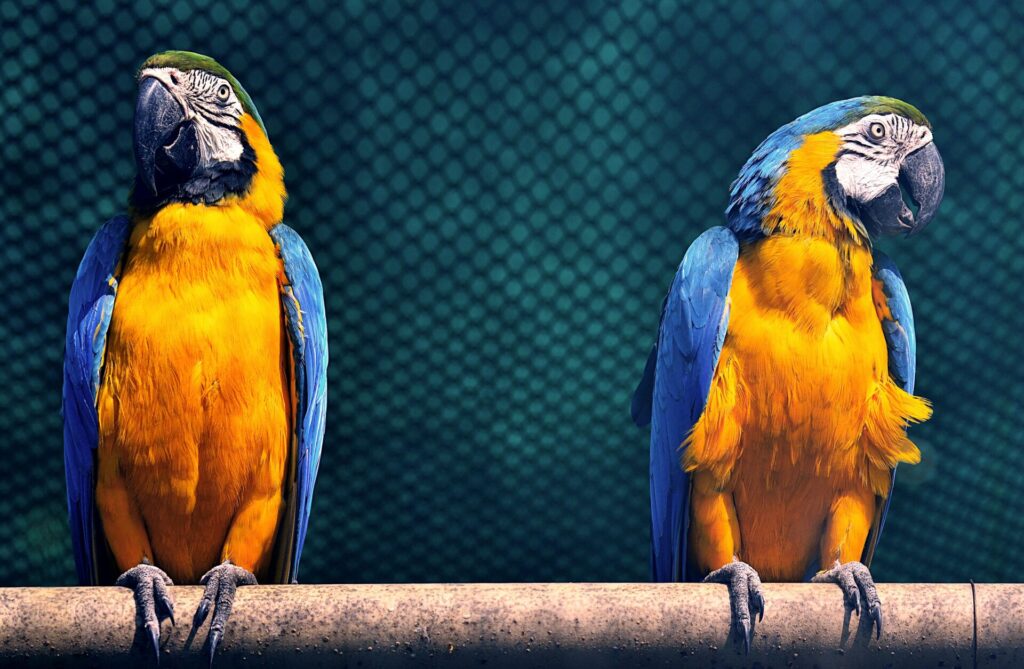"Exotic Pet Insurance UK 2025"