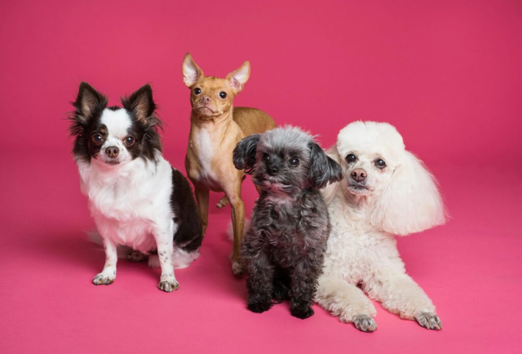 "Multi-pet Insurance UK 2025"