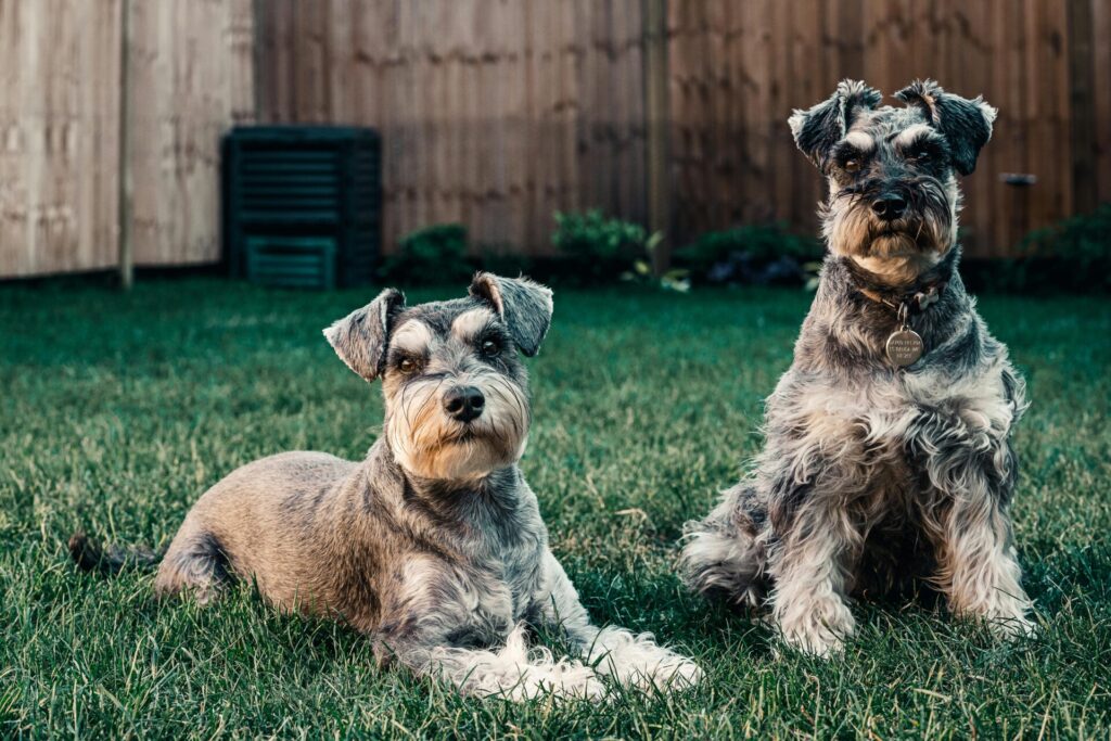 "Multi-pet Insurance UK 2025"