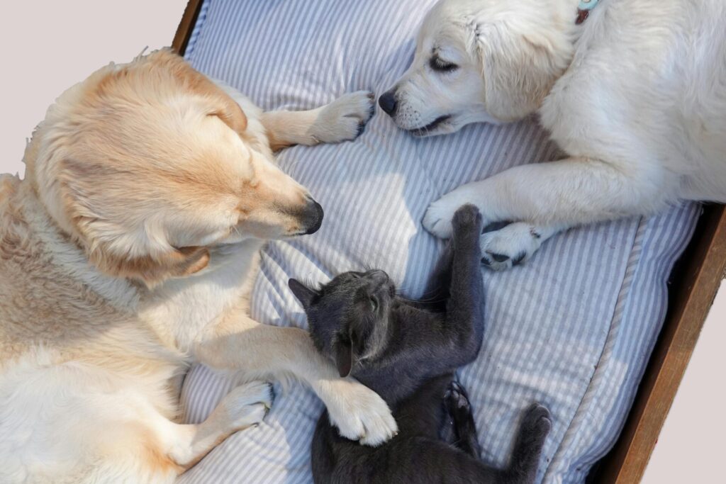"Nectar Points from Sainsburys Pet Insurance in 2025"