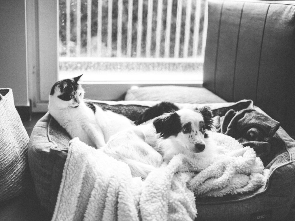 "Nectar Points from Sainsburys Pet Insurance in 2025"