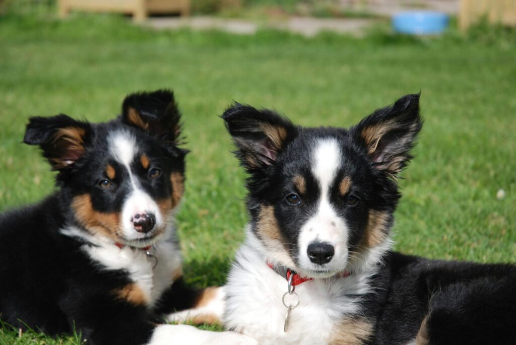 "Pet Insurance Reviews UK 2025"