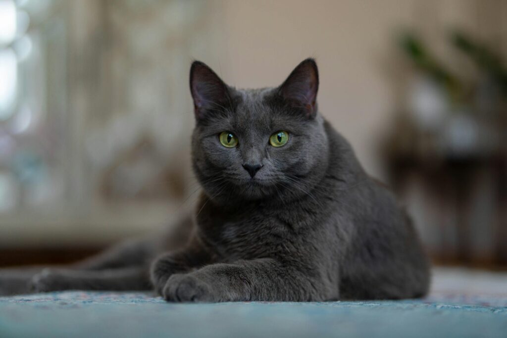 "Pet Insurance Reviews UK 2025"