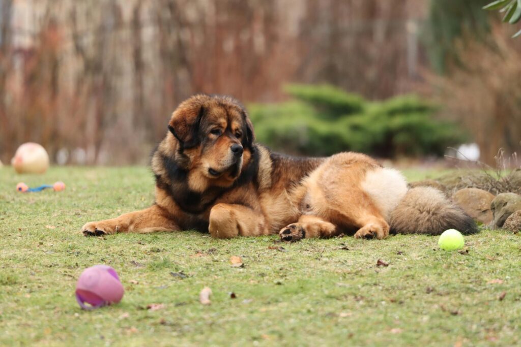 "Pet Insurance Reviews UK 2025"