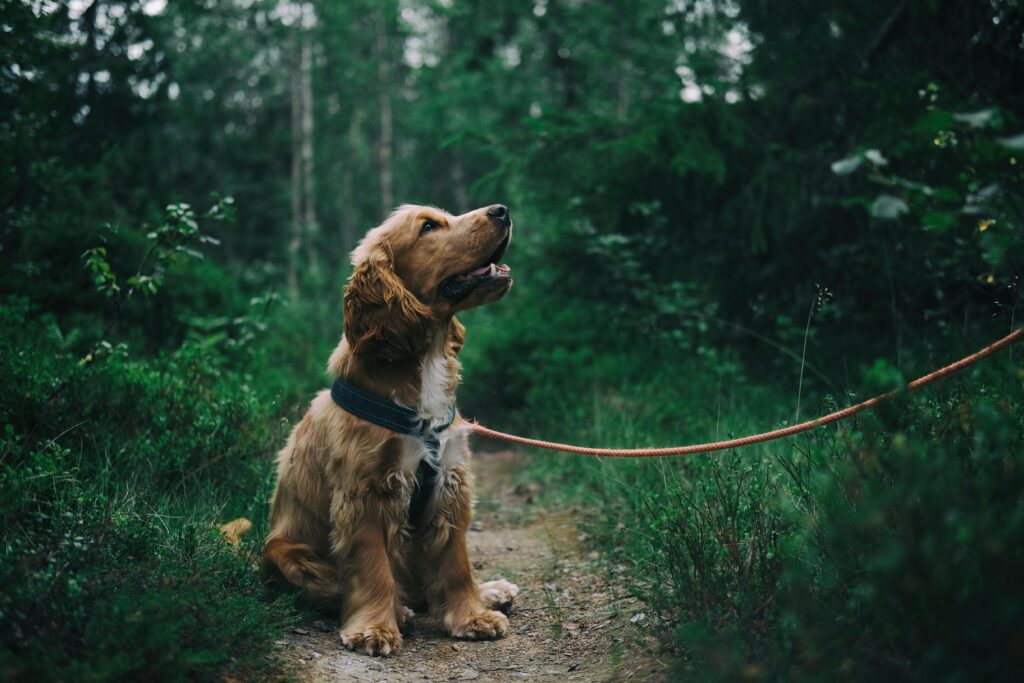 "Pet Insurance for Pre-Existing Conditions UK 2025"