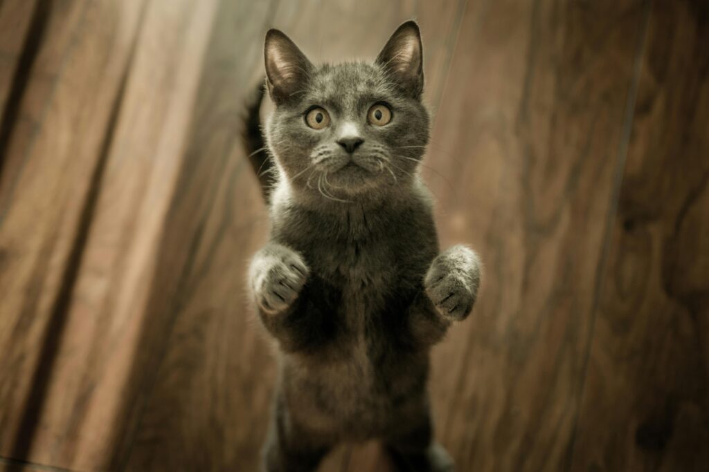"Pet Insurance for Pre-Existing Conditions UK 2025"