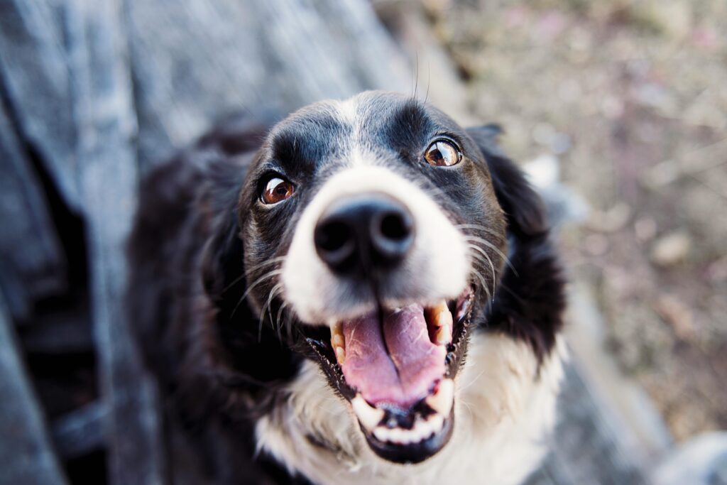 "Petplan Insurance Review UK 2025"