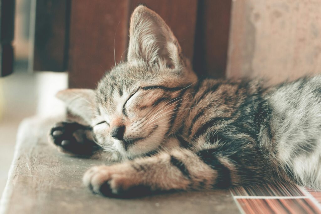 "Petplan Insurance Review UK 2025"