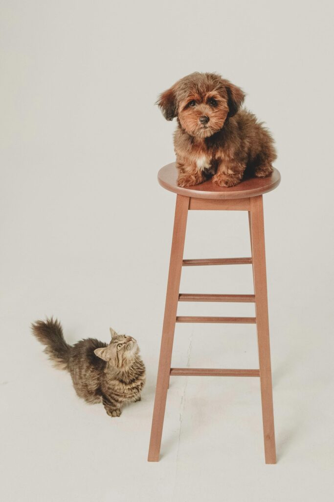 "Puppy & Kitten Pet Insurance UK 2025"