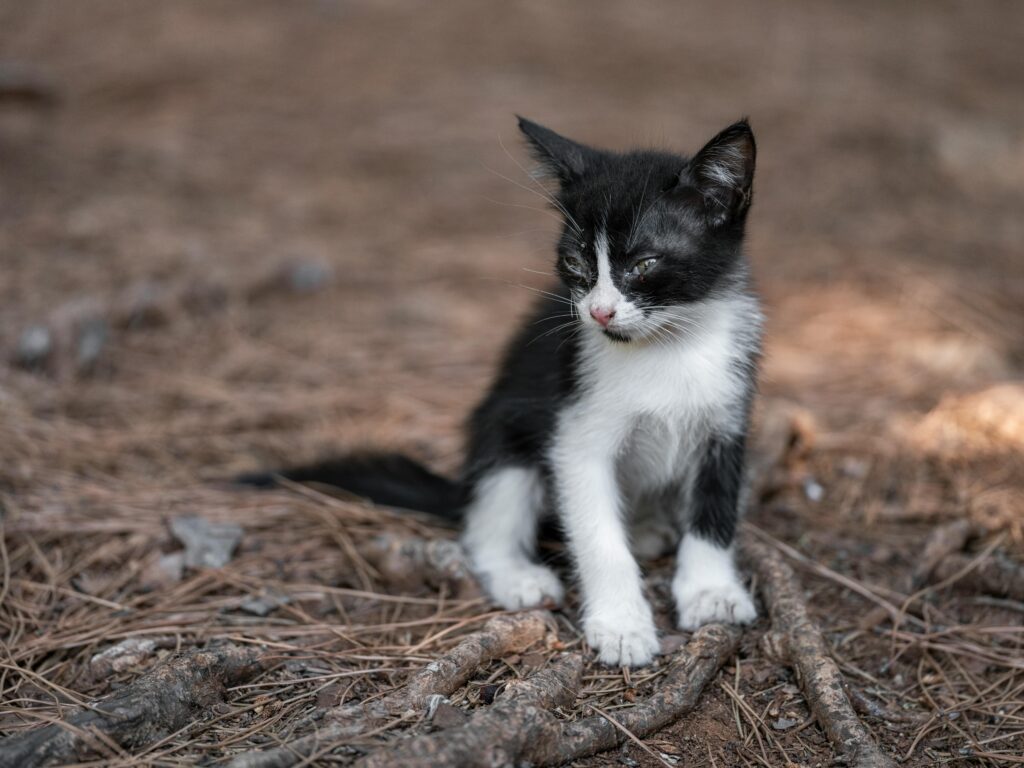 "Puppy & Kitten Pet Insurance UK 2025"
