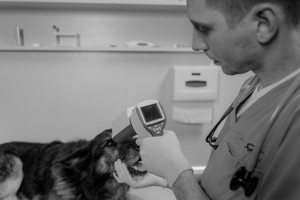 "Routine & Wellness Pet Insurance UK 2025"