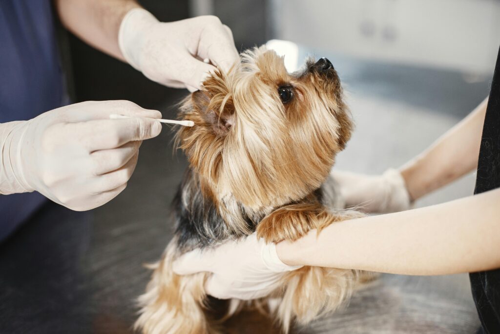 "Routine & Wellness Pet Insurance UK 2025"