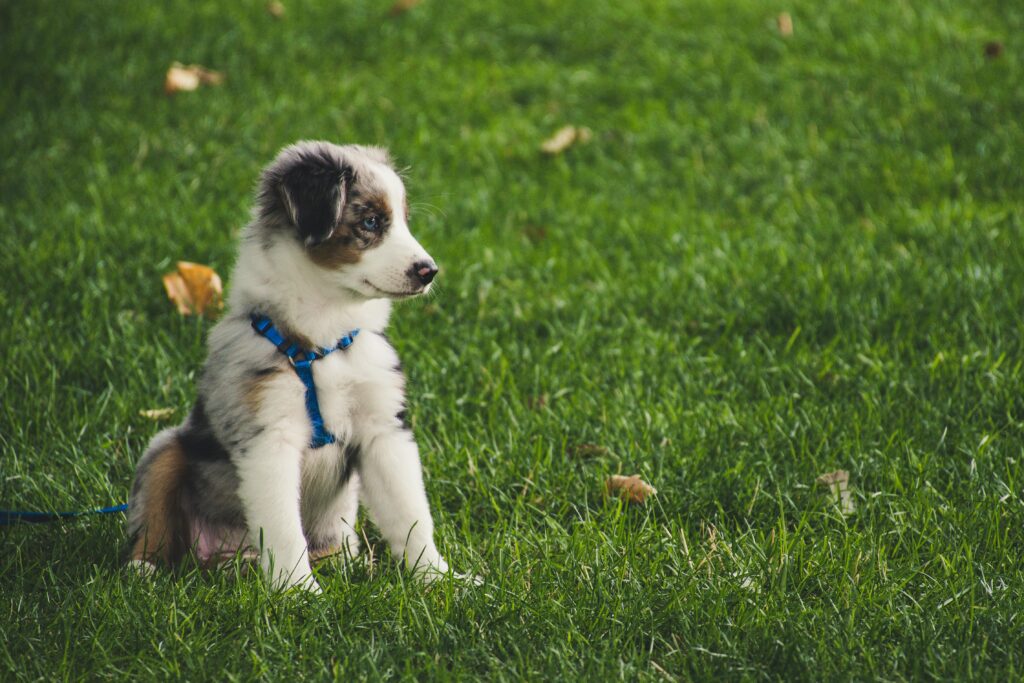 "Sainsburys pet insurance UK 2025"