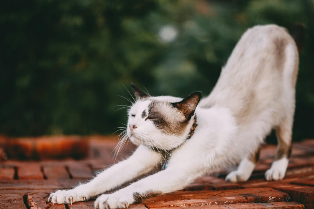 "Sainsburys pet insurance UK 2025"